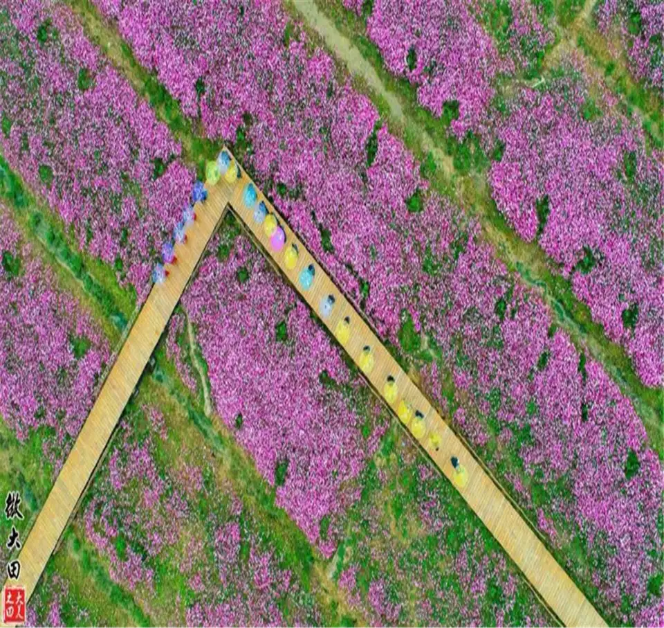 5_桃源裏旅遊度假區-花海樂園