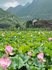 連城塘前漂流（豸下蓮鄉風景區）