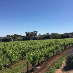 Penfolds Magill Estate Restaurant張用戶圖片