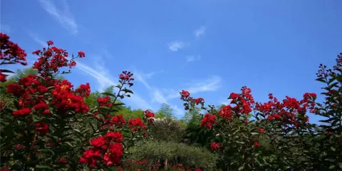 東方梅園
