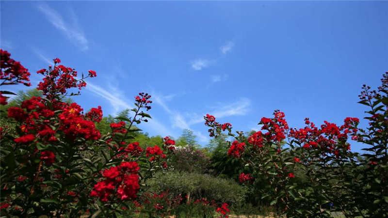 Dongfang Plum Garden