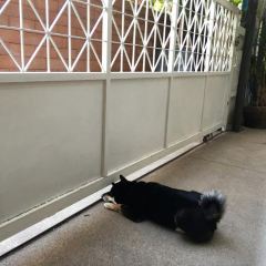 Inu Cafe User Photo