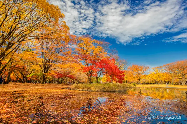 Fall Leaves Viewing in Tokyo