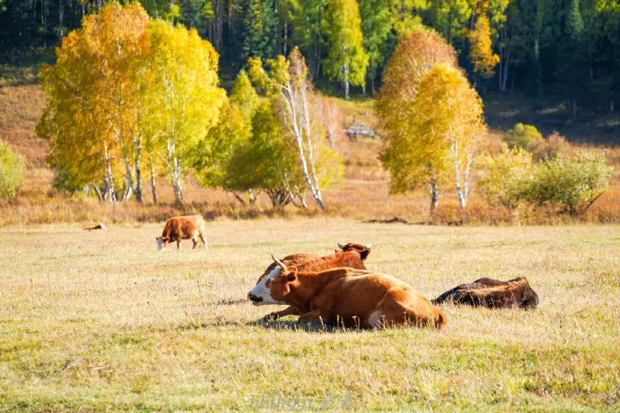 Купящий степень