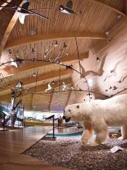 Museo Svalbard