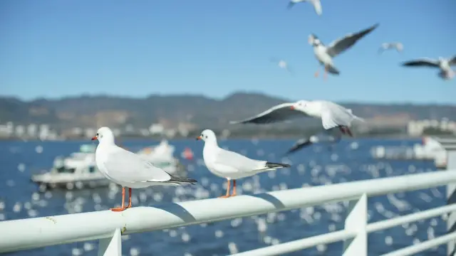 Red-billed Gull Watching in Kunming