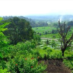 Bali Asli User Photo