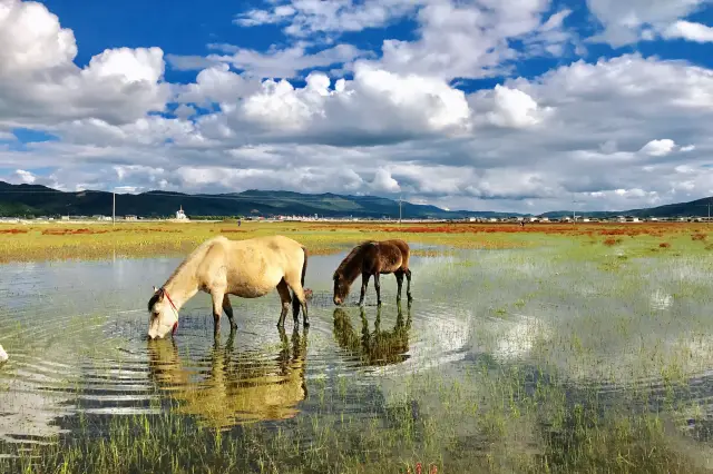 Shangri-La Horse Riding