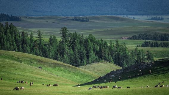 Private car tour from Urumqi: Kanas + Sailimu Lake + Duku Highway + Nalati + Hemu + Kashgar itinerary can be customized|private charter|Local guide|Multilingual guide G