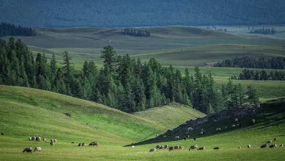 Private car tour from Urumqi: Kanas + Sailimu Lake + Duku Highway + Nalati + Hemu + Kashgar itinerary can be customized|private charter|Local guide|Multilingual guide G