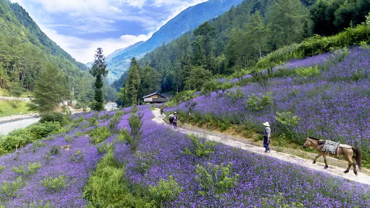 達州熱門賞花踏青景點
