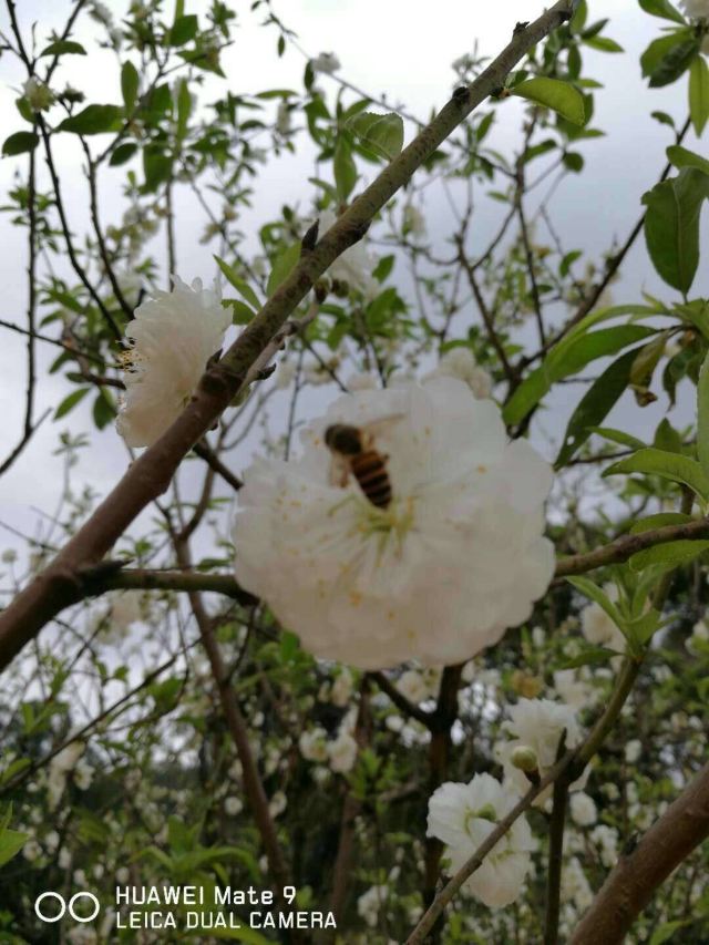 Nanguo Peach Garden