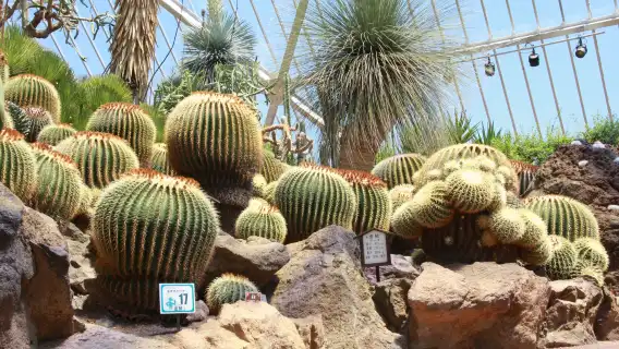 日本伊豆：大室山+仙人掌動物園+城崎海岸+伊豆觀海列車