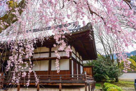 Fushimi Inari Taisha Shrine + Nijo Castle + Kinkakuji Temple + Sanzen-in Temple + Sanjusangendo Hall + Senbon Torii One-day tour
