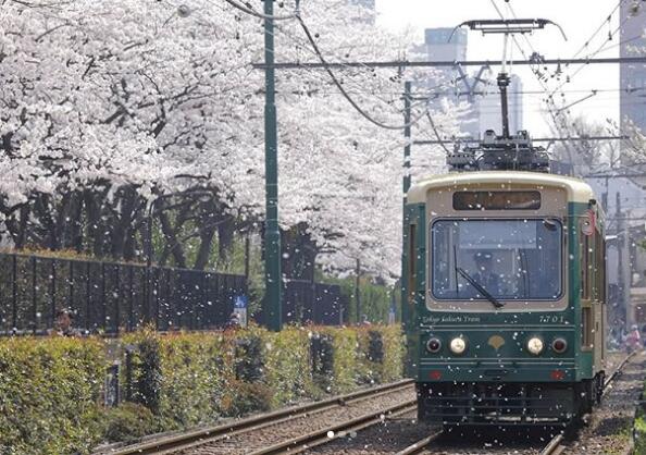 Sushi Train Sakura Kaiten Sushi The Instagrammable Japan Cherry