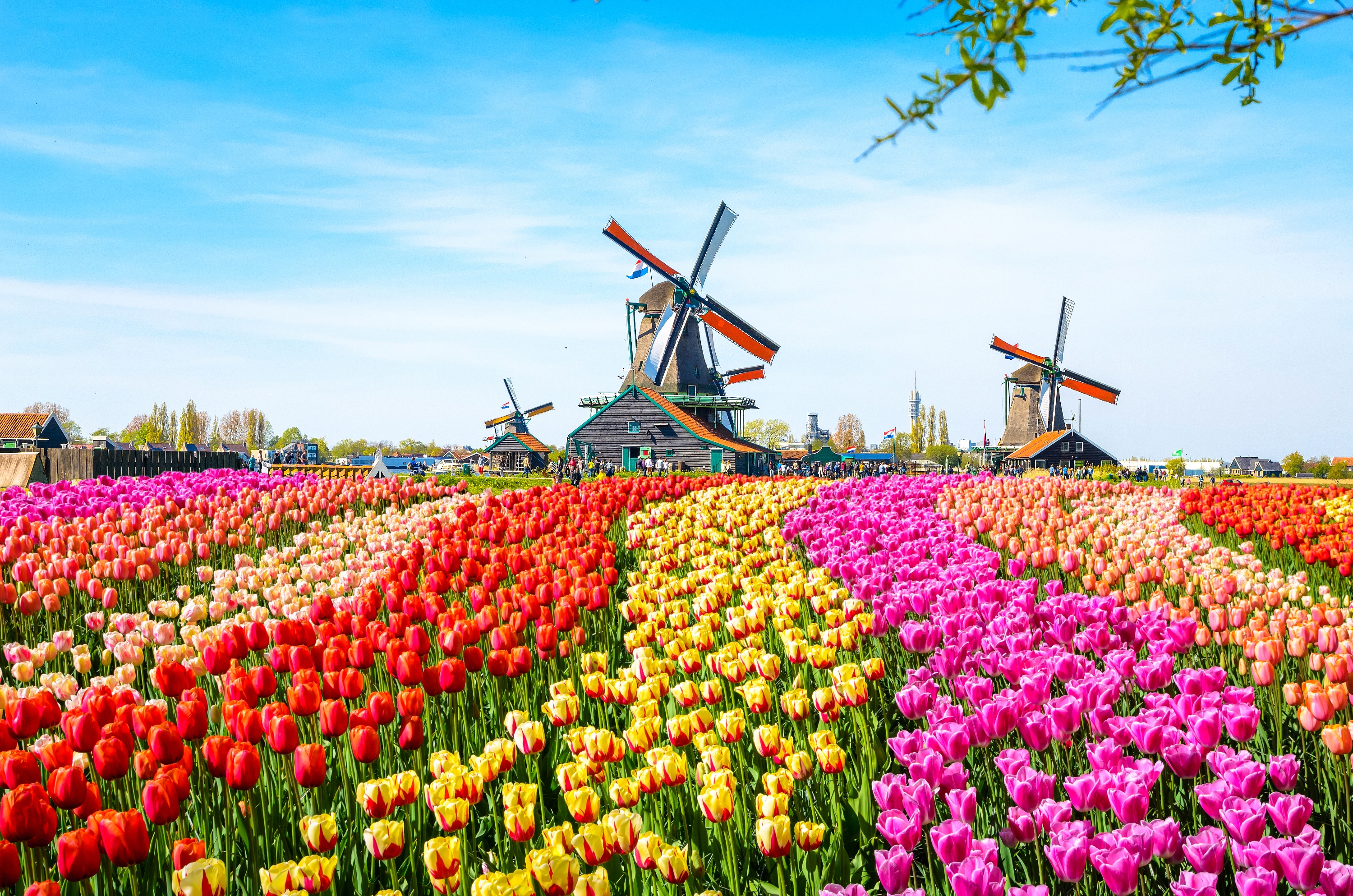2025 Zaandam Travel Guide: Must-see attractions, popular food, hotels, transportation routes (updated in June)