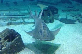 Swim with Sharks at Camden's Adventure Aquarium