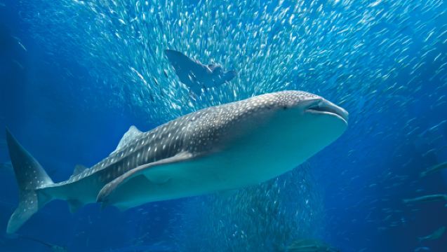 JRPASS Kolejowy bilet turystyczny na 5 dni w rozszerzonym regionie Kansai + bilet na zwiedzanie malowniczych miejsc w prefekturze Kioto „Morskie Kioto”