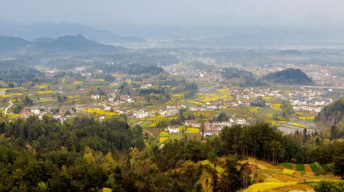 Hanzhong Canola Fields