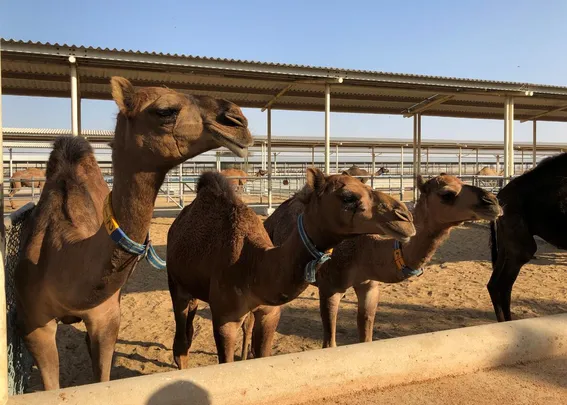 3_杜拜駱駝工廠