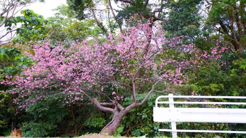 八重岳桜の森公園