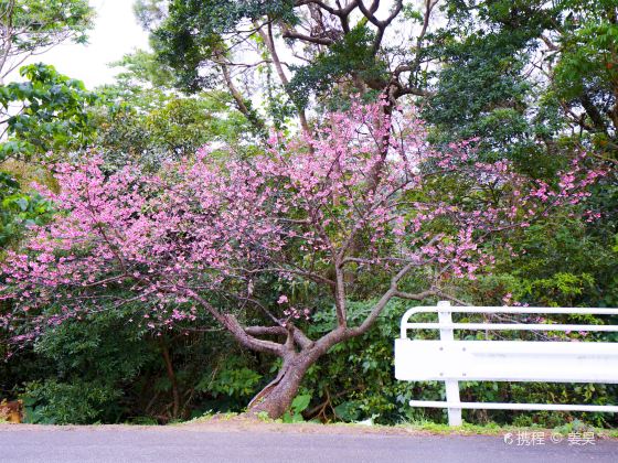 八重嶽櫻之森公園