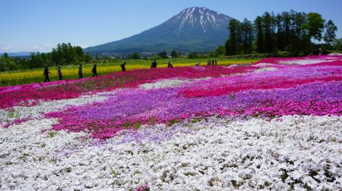 三島さんの芝桜庭園