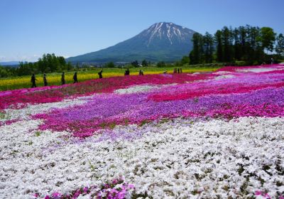 三島さんの芝桜庭園