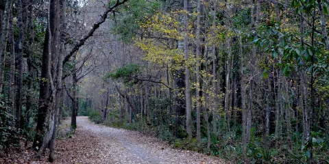Marrington Plantation Trailhead