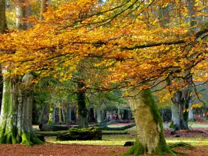 Nansen Wayside Park