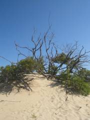 Jockey's Ridge State Park