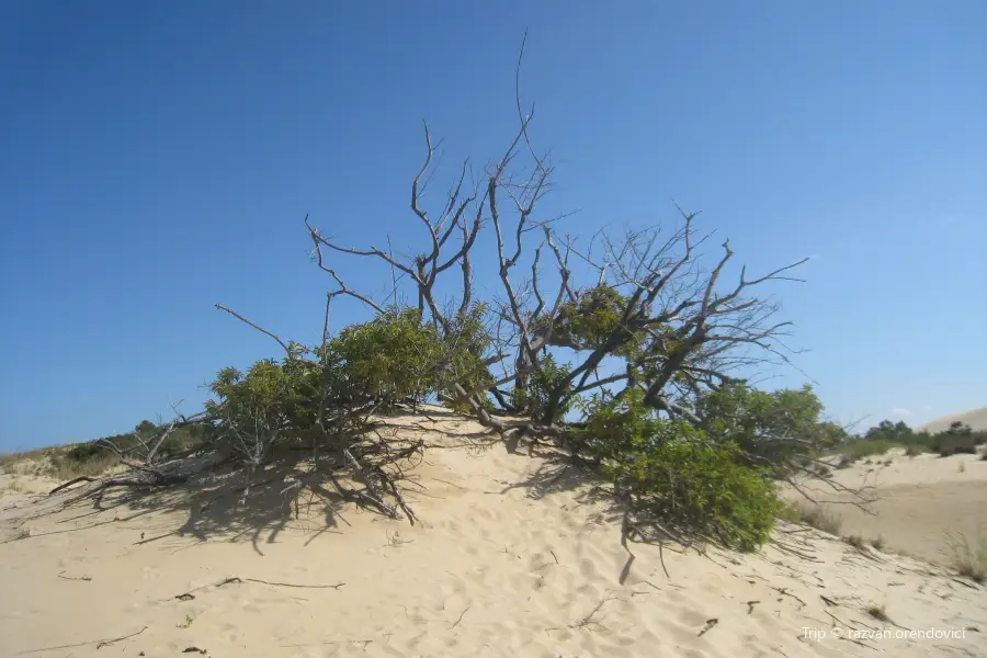 Jockey's Ridge State Park