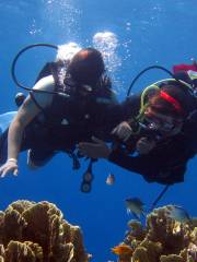 Dive Saint Lucia