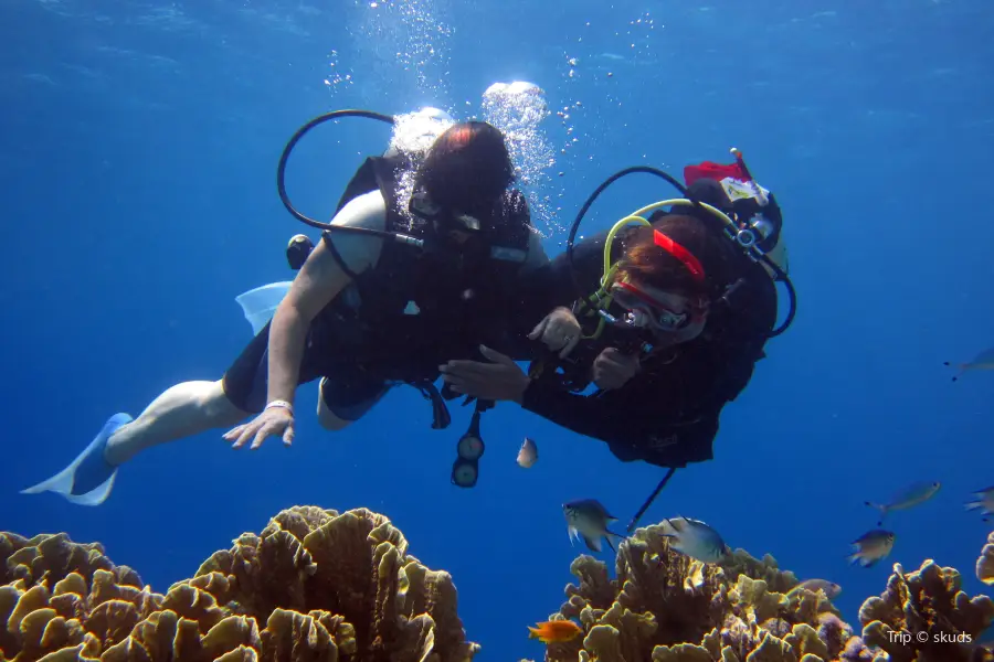 Dive Saint Lucia