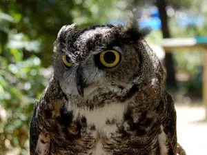 Lindsay Wildlife Museum