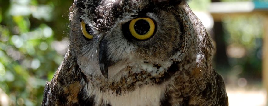Lindsay Wildlife Experience