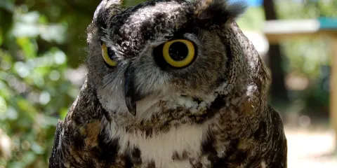 Lindsay Wildlife Museum