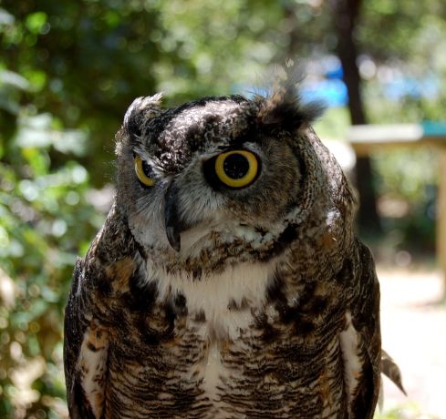 Lindsay Wildlife Experience