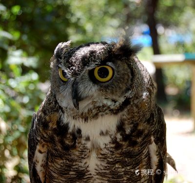 Lindsay Wildlife Experience