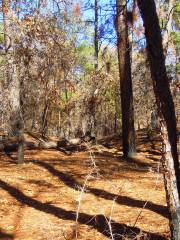 Bastrop State Park