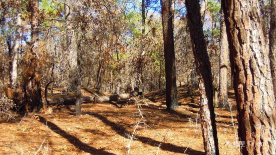 Bastrop State Park