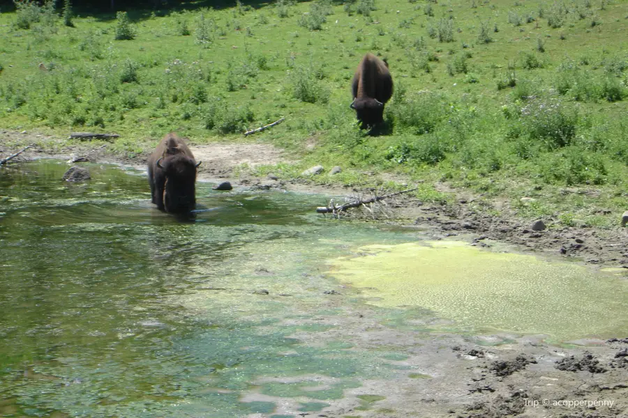 Minnesota Zoo