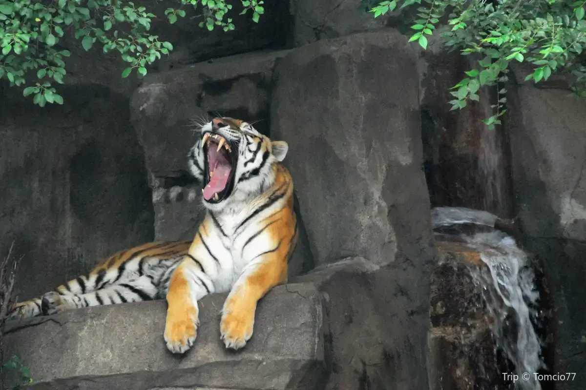Brookfield Zoo