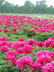 Beijing Peony Garden