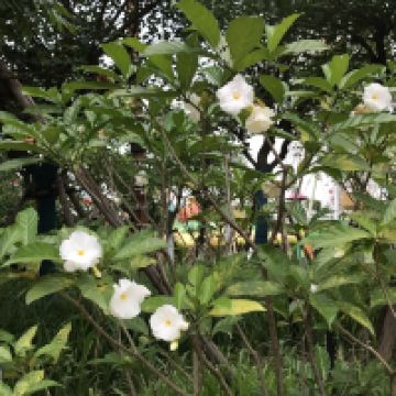 評論圖片 8