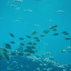Aqua - Aquarium Restaurant User Photo
