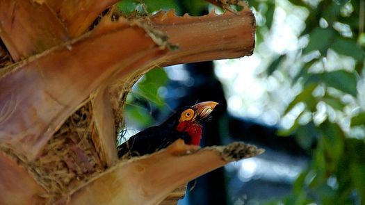 Montecasino Bird Sanctuary