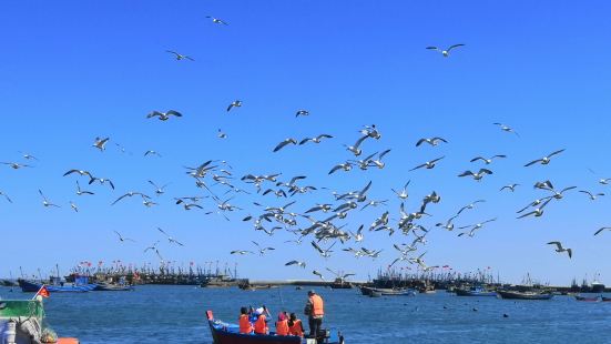 Jinshi Beach Sea Gull Feeding And Sea Fishing Photos | Photos of