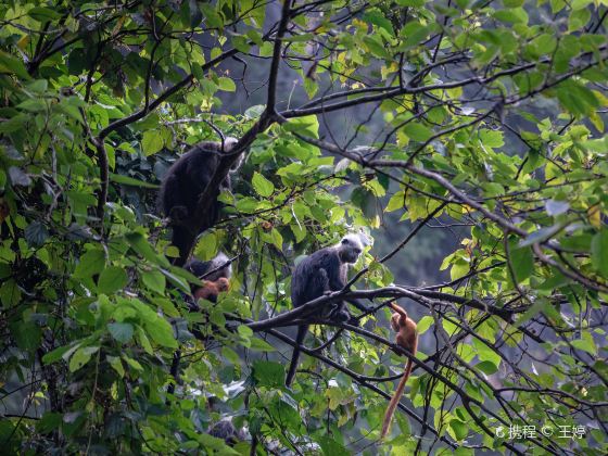 White-headed Langur Eco-tourism Area