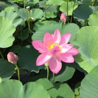 評論圖片 1